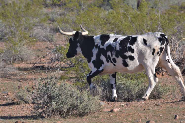 cattle